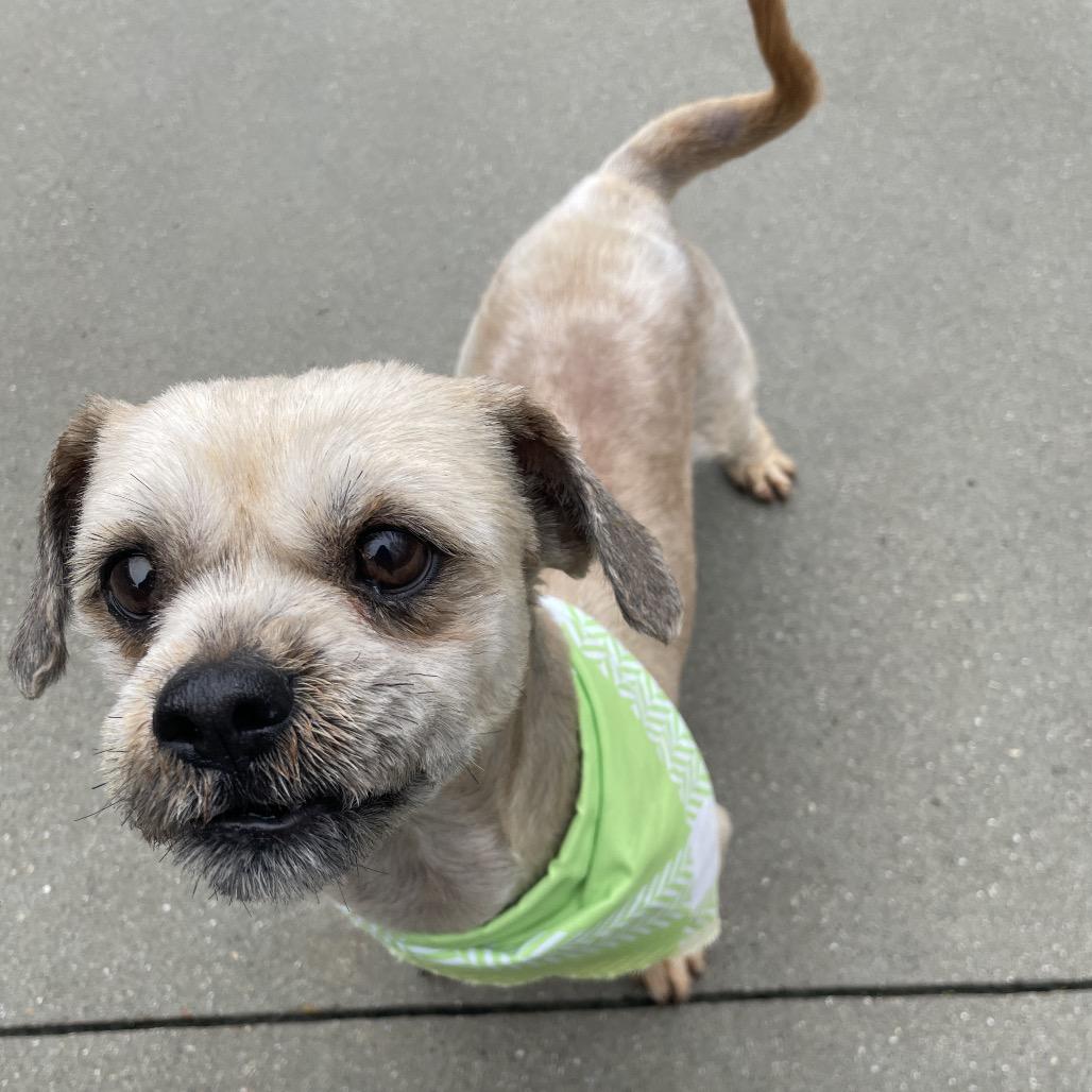 Enlarge Tyler, a Adoptable mixed breed in South Haven, MI image 1/4