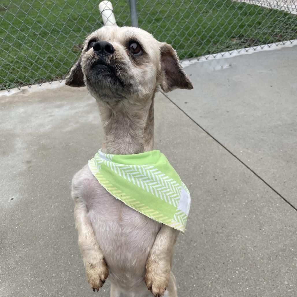 Enlarge Tyler, a Adoptable mixed breed in South Haven, MI image 2/4