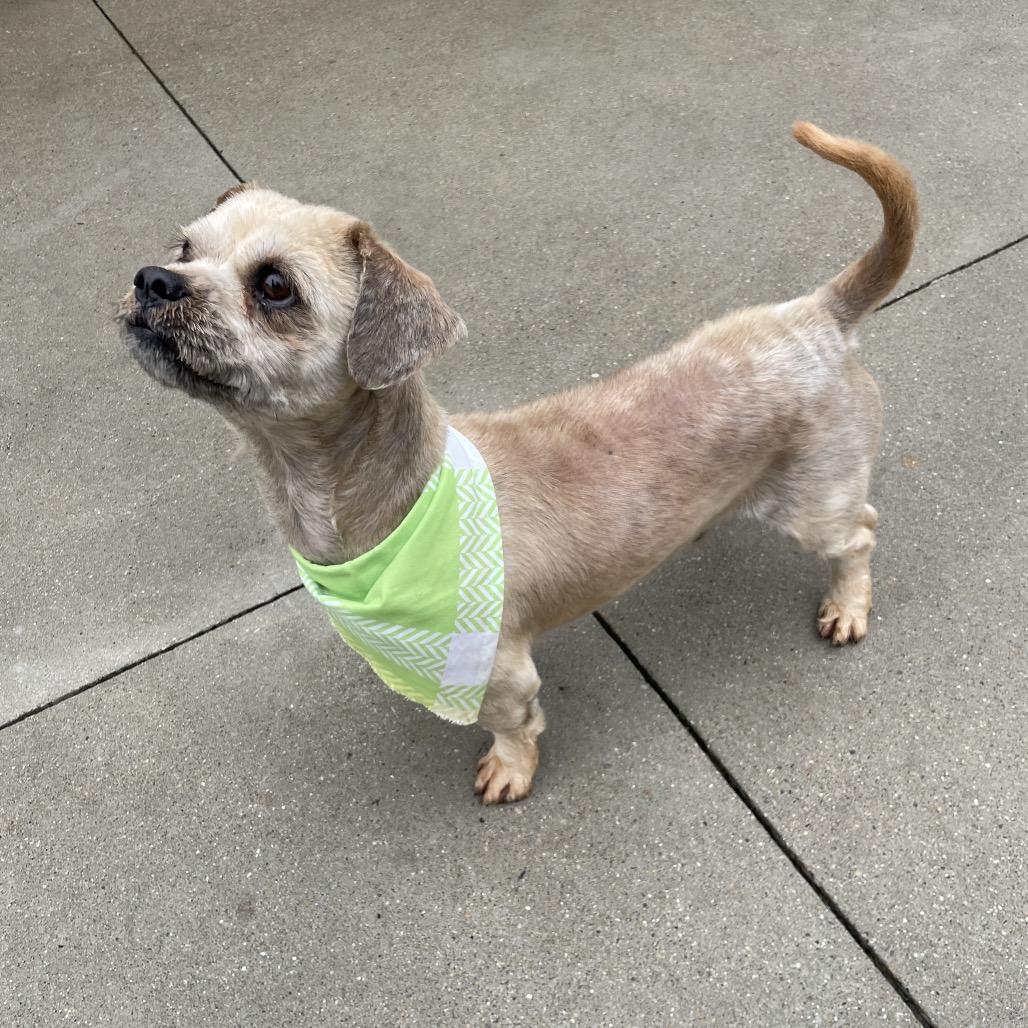 Enlarge Tyler, a Adoptable mixed breed in South Haven, MI image 3/4