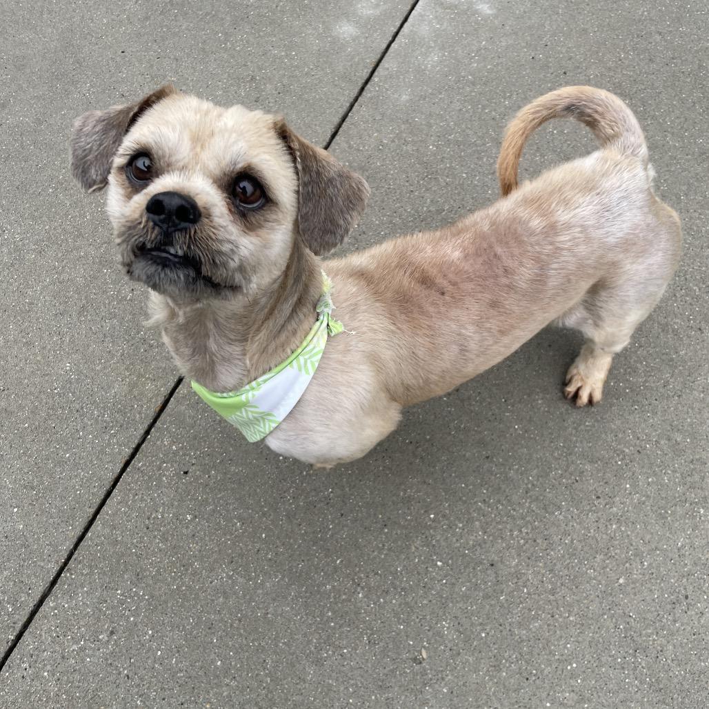 Enlarge Tyler, a Adoptable mixed breed in South Haven, MI image 4/4