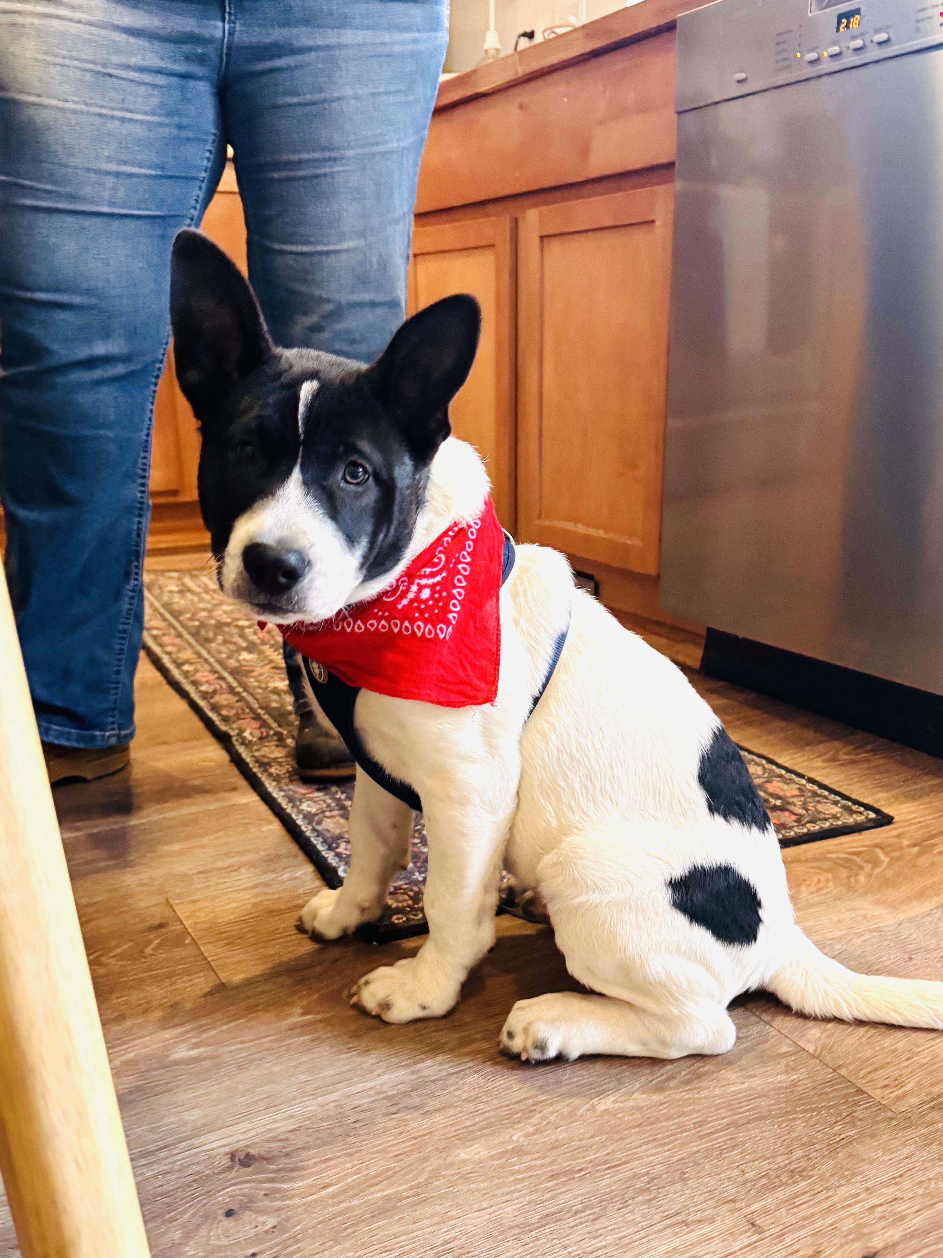 Enlarge Snoopy , a Adoptable mixed breed in Olympia, WA image 6/6