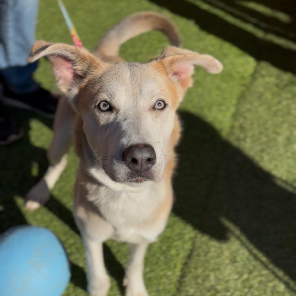 Enlarge Bob A2240574, a Adoptable mixed breed in Mission Hills, CA image 1/6