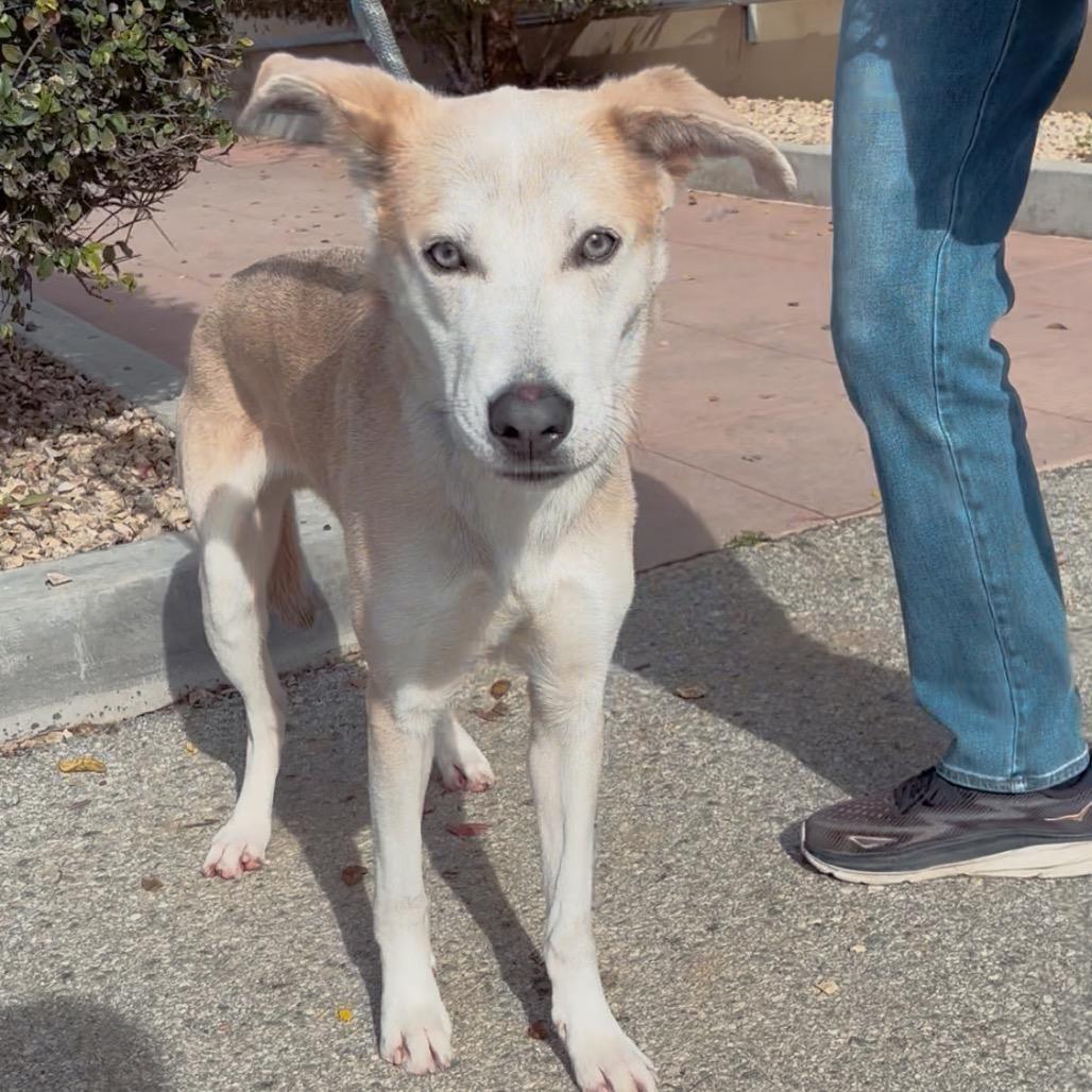 Enlarge Bob A2240574, a Adoptable mixed breed in Mission Hills, CA image 2/6