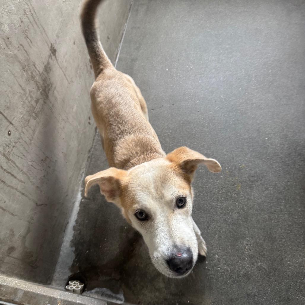 Enlarge Bob A2240574, a Adoptable mixed breed in Mission Hills, CA image 3/6