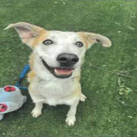 Enlarge Bob A2240574, a Adoptable mixed breed in Mission Hills, CA image 4/6