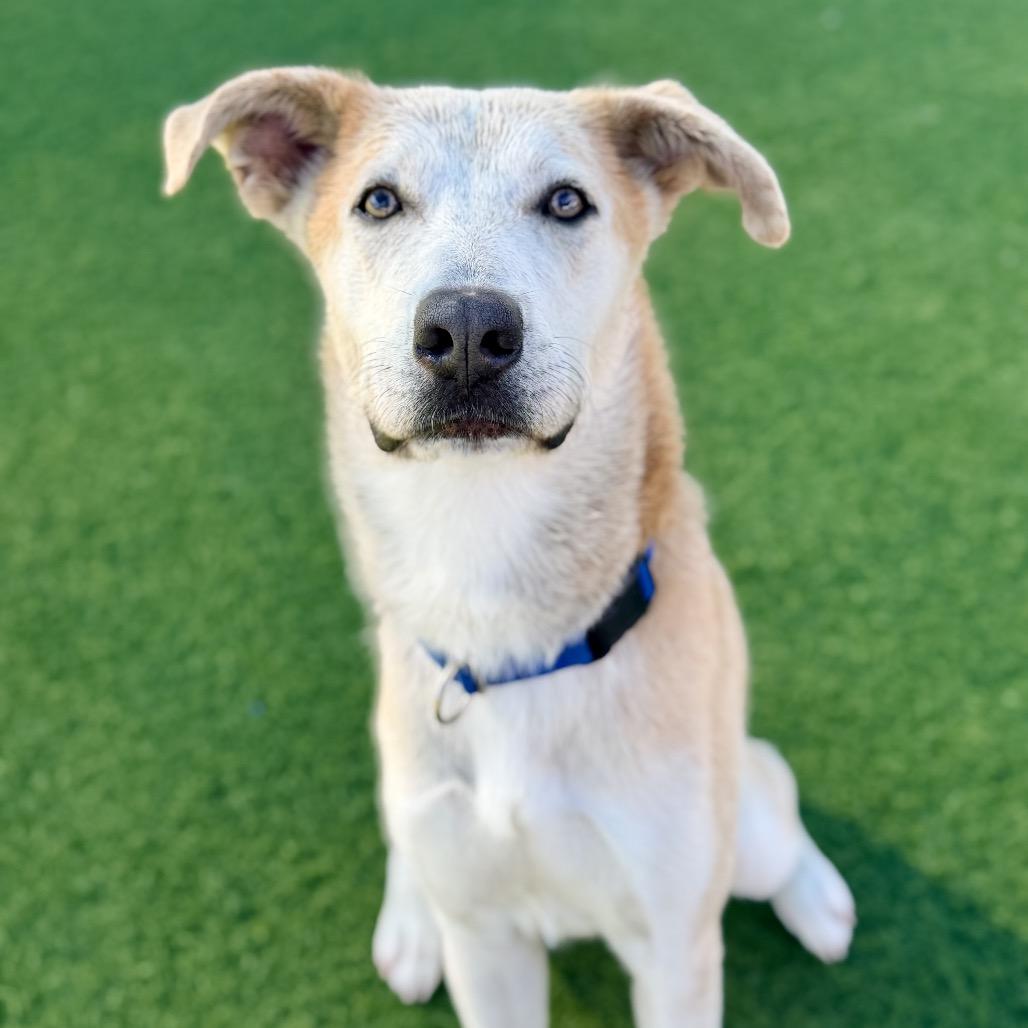 Enlarge Bob A2240574, a Adoptable mixed breed in Mission Hills, CA image 5/6