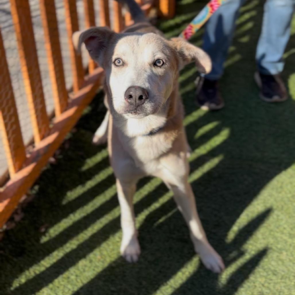 Enlarge Bob A2240574, a Adoptable mixed breed in Mission Hills, CA image 6/6