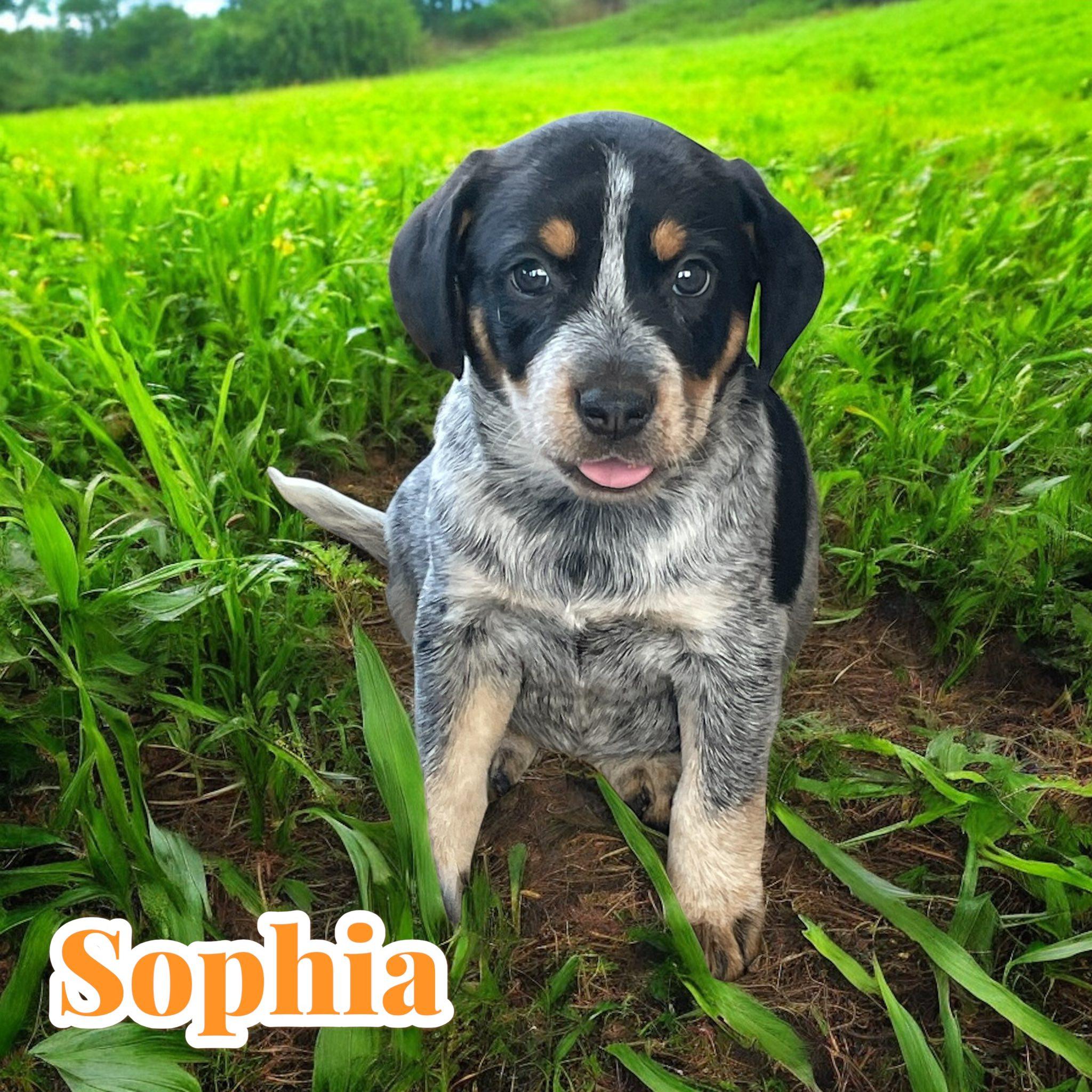 Sophia, Baby Female Australian Cattle Dog / Blue Heeler