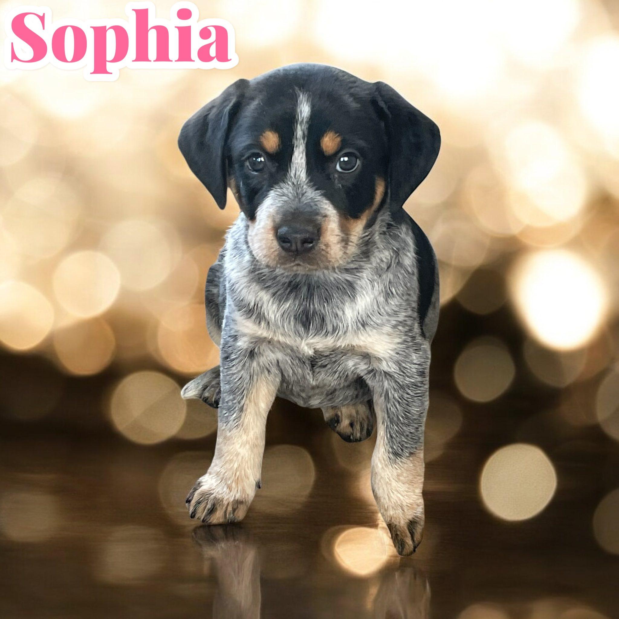 Sophia photo 2
