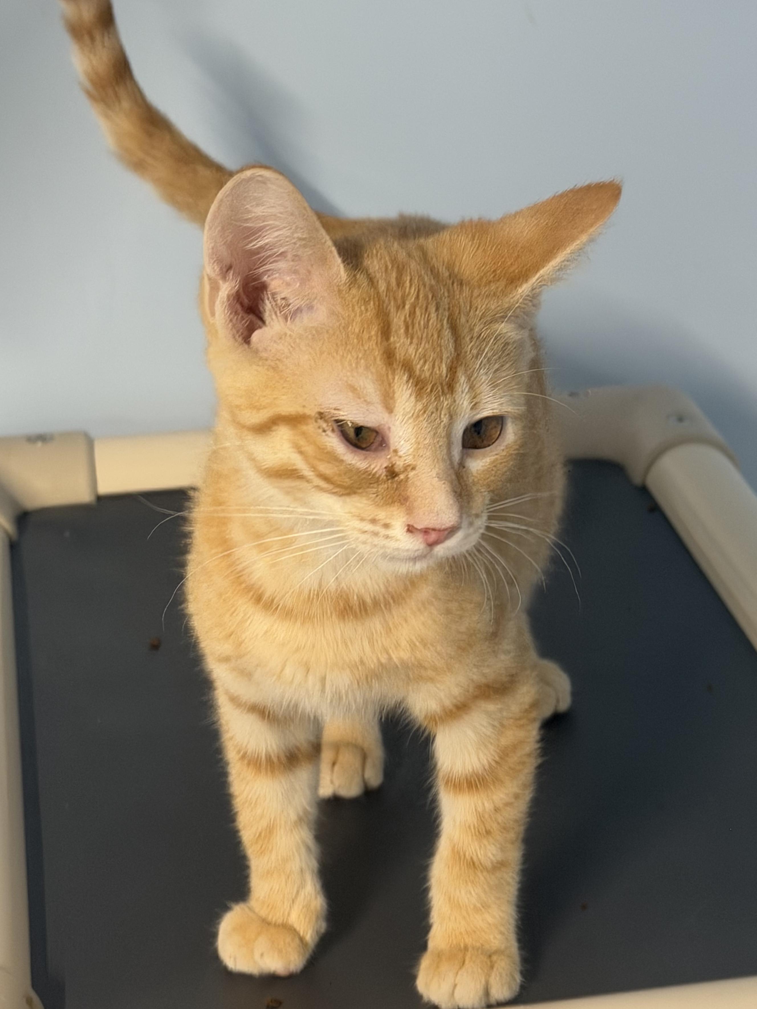 Aragorn, Adoptable, Young Male Tabby.