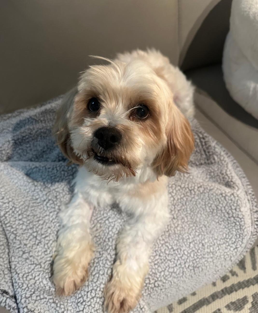 Enlarge Luke, a Adopted mixed breed in merrillville, IN image 1/6