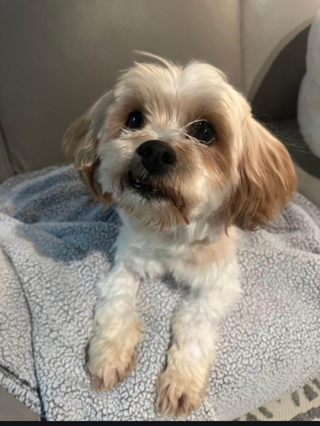 Enlarge Luke, a Adopted mixed breed in merrillville, IN image 4/6