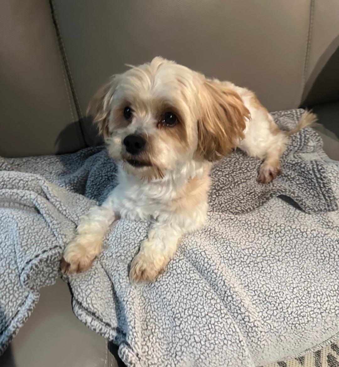 Enlarge Luke, a Adopted mixed breed in merrillville, IN image 6/6