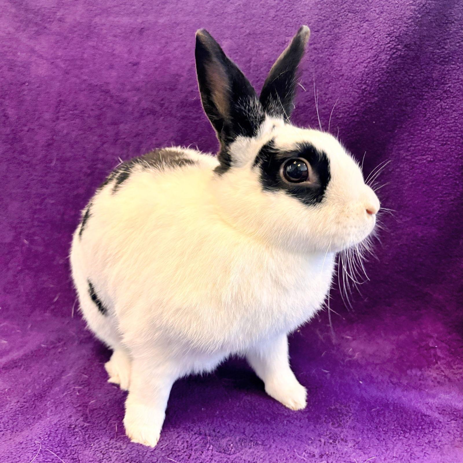 Enlarge Lori, a Adoptable Bunny Rabbit in Burlingame, CA image 1/1