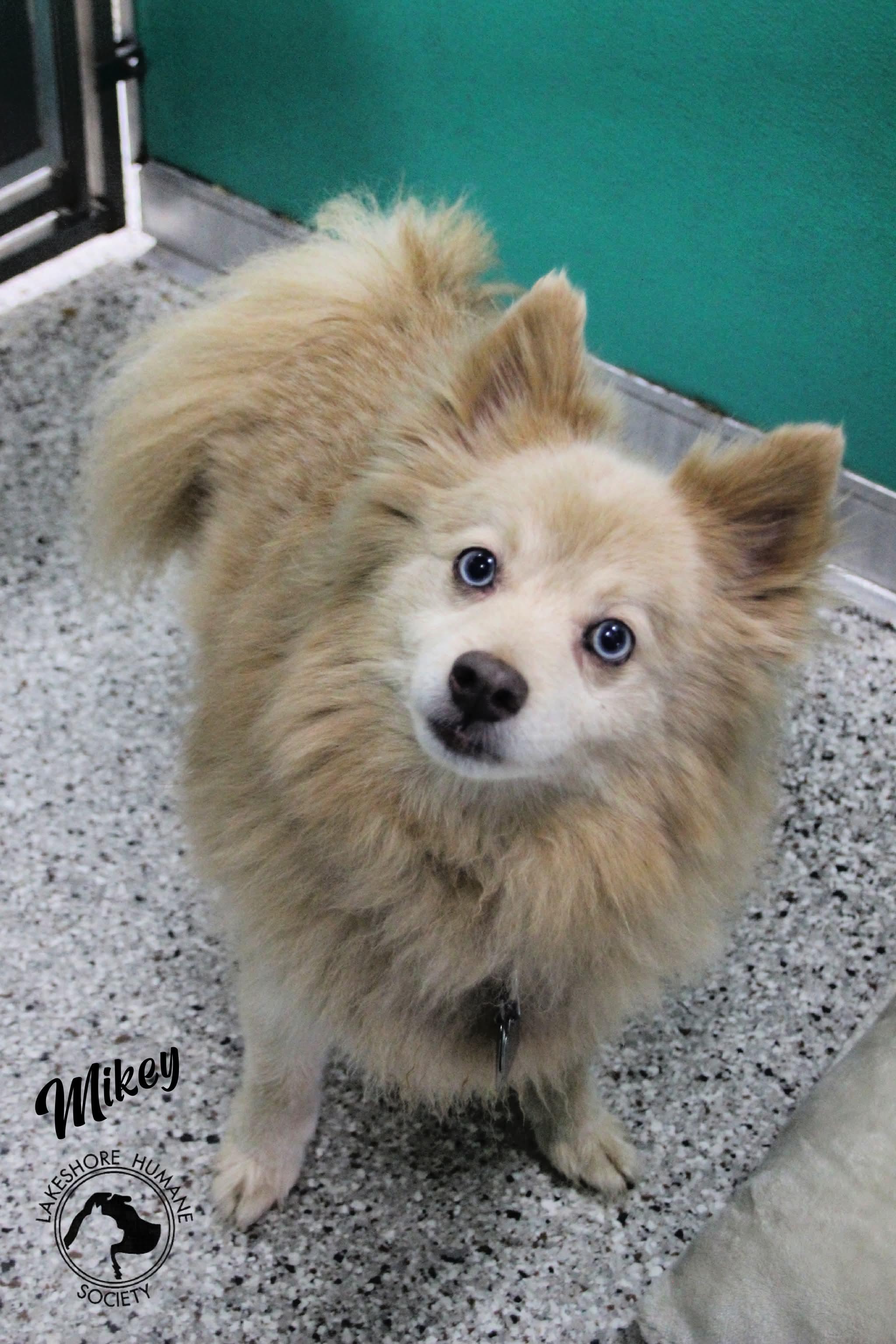 Mikey, adopted, Senior Male Pomeranian.