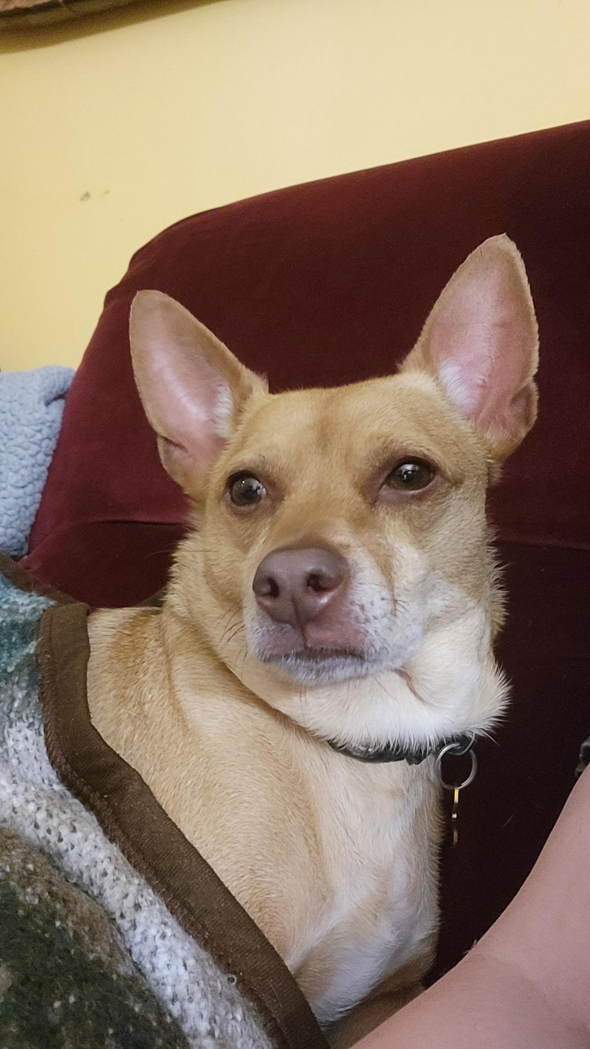 Enlarge Ollie, a Adopted mixed breed in Whitestown, IN image 1/3