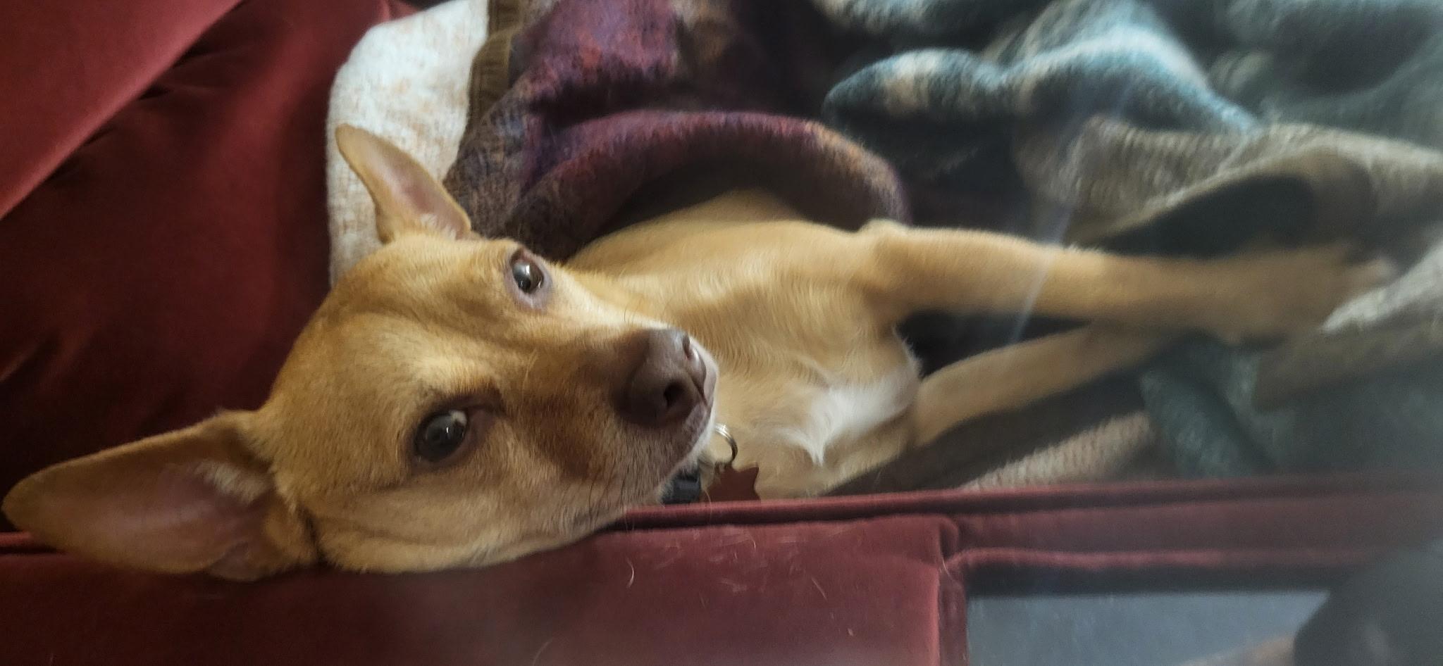 Enlarge Ollie, a Adopted mixed breed in Whitestown, IN image 2/3
