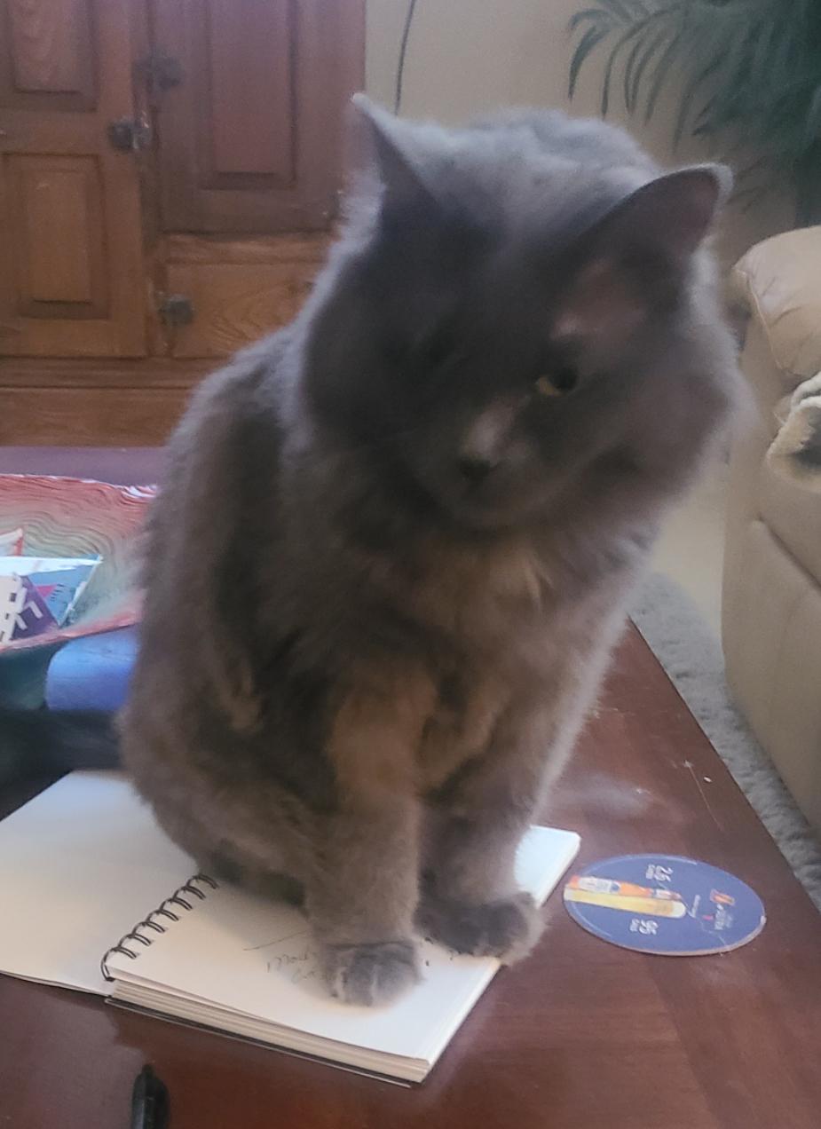 Gracie, a Adoptable Domestic Long Hair in Murrieta, CA image 5/6