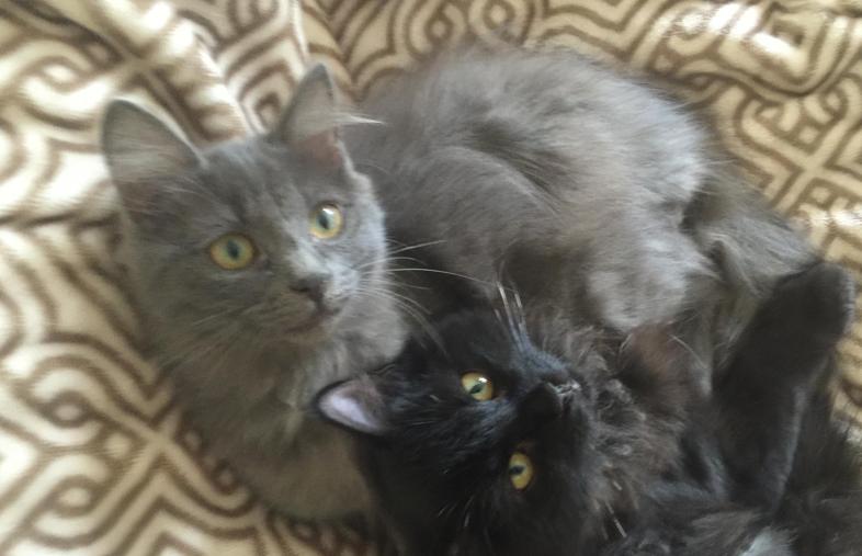 Gracie, a Adoptable Domestic Long Hair in Murrieta, CA image 6/6