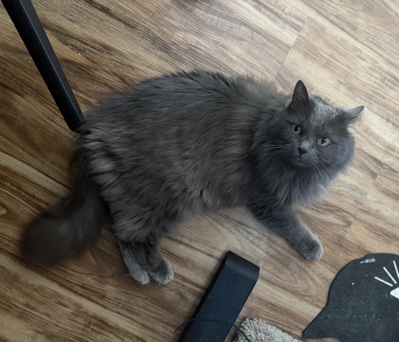 Gracie, Adoptable, Senior Female Domestic Long Hair.