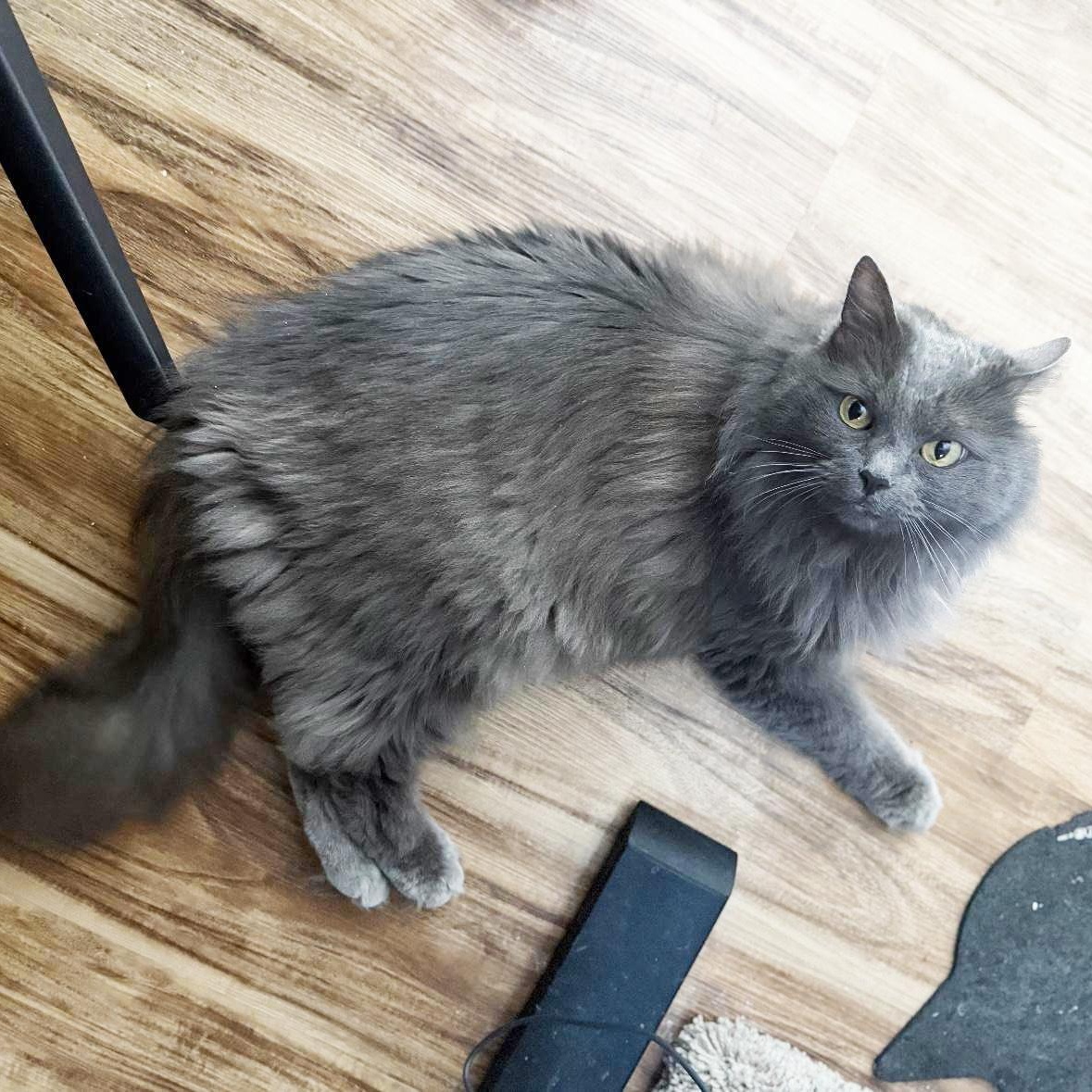 Gracie, adoptable, Senior Female Domestic Long Hair.