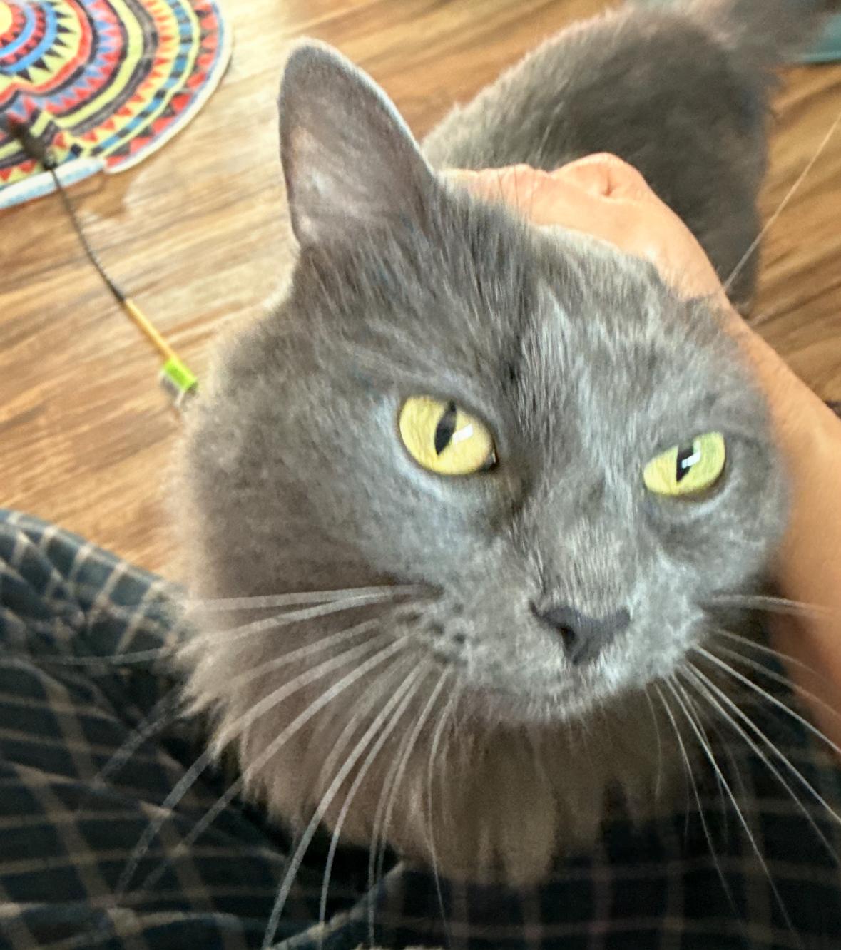 Gracie, Adoptable, Senior Female Domestic Long Hair.