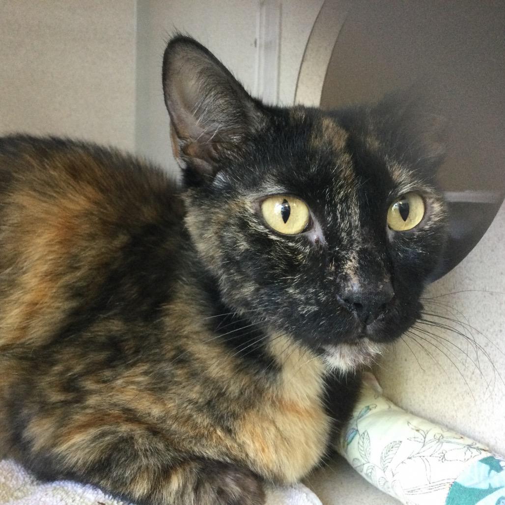 Margot, Adoptable, Young Female Domestic Short Hair.