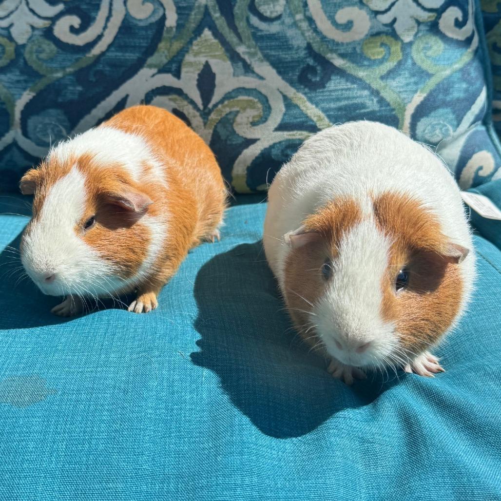 Enlarge Ron (Bonded to Kevin), a Adoptable Guinea Pig image 1/3