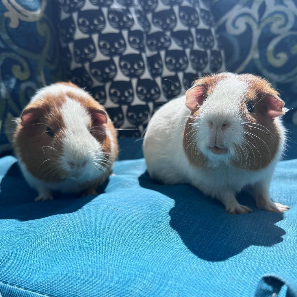 Enlarge Ron (Bonded to Kevin), a Adoptable Guinea Pig image 2/3