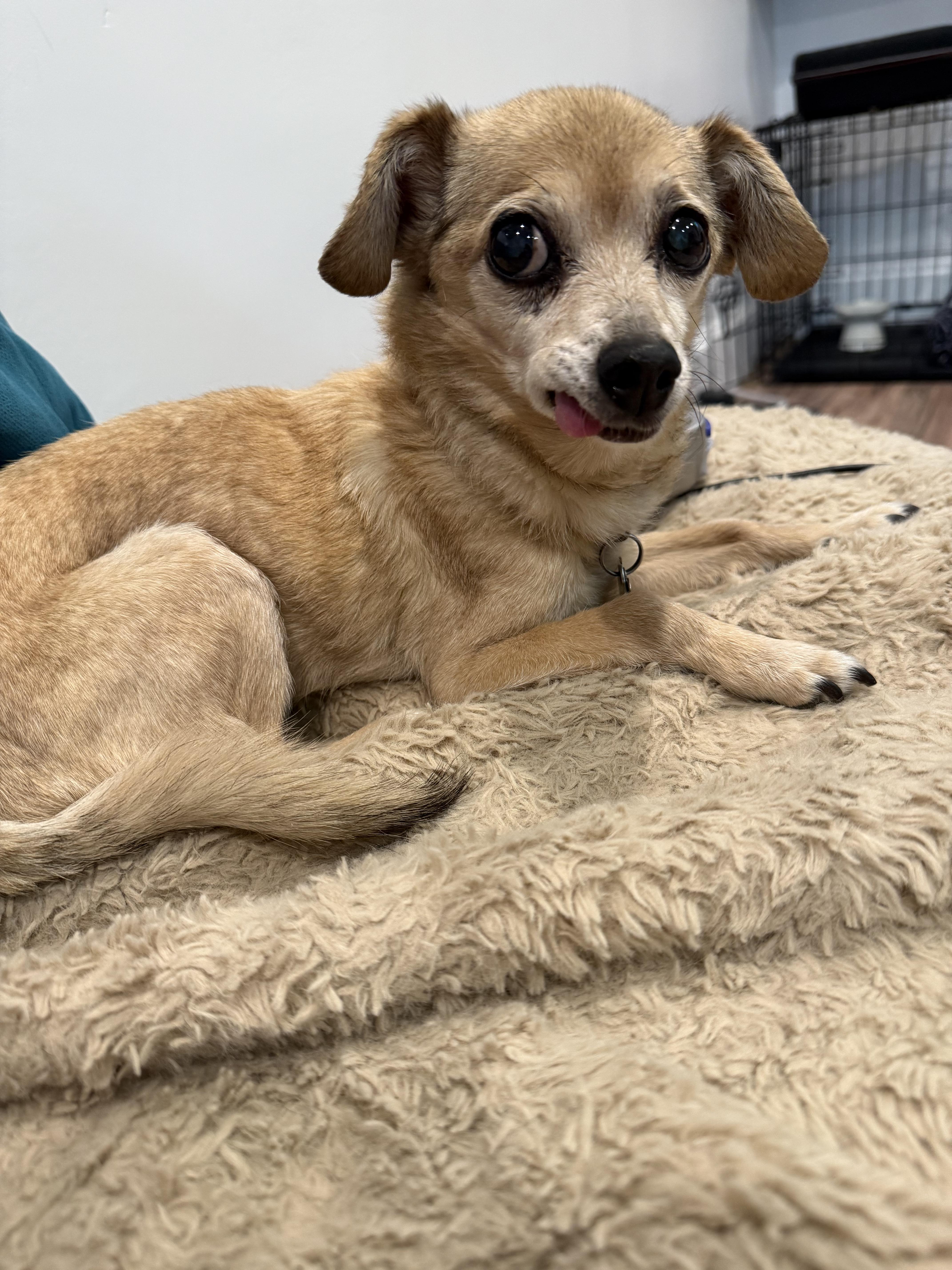 Daisy, a ADOPTABLE Chihuahua in West Valley, UT image 1/4