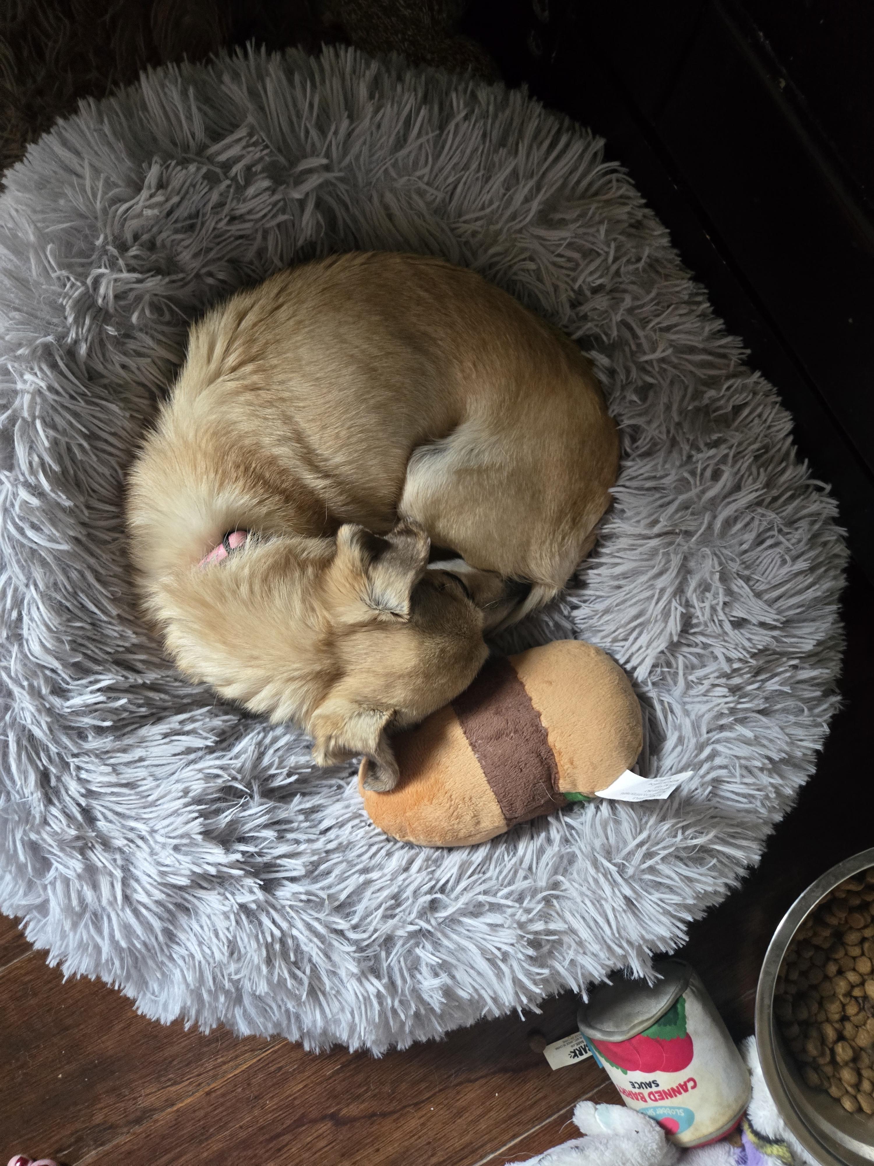 Enlarge Daisy, a ADOPTABLE Chihuahua in West Valley, UT image 2/2