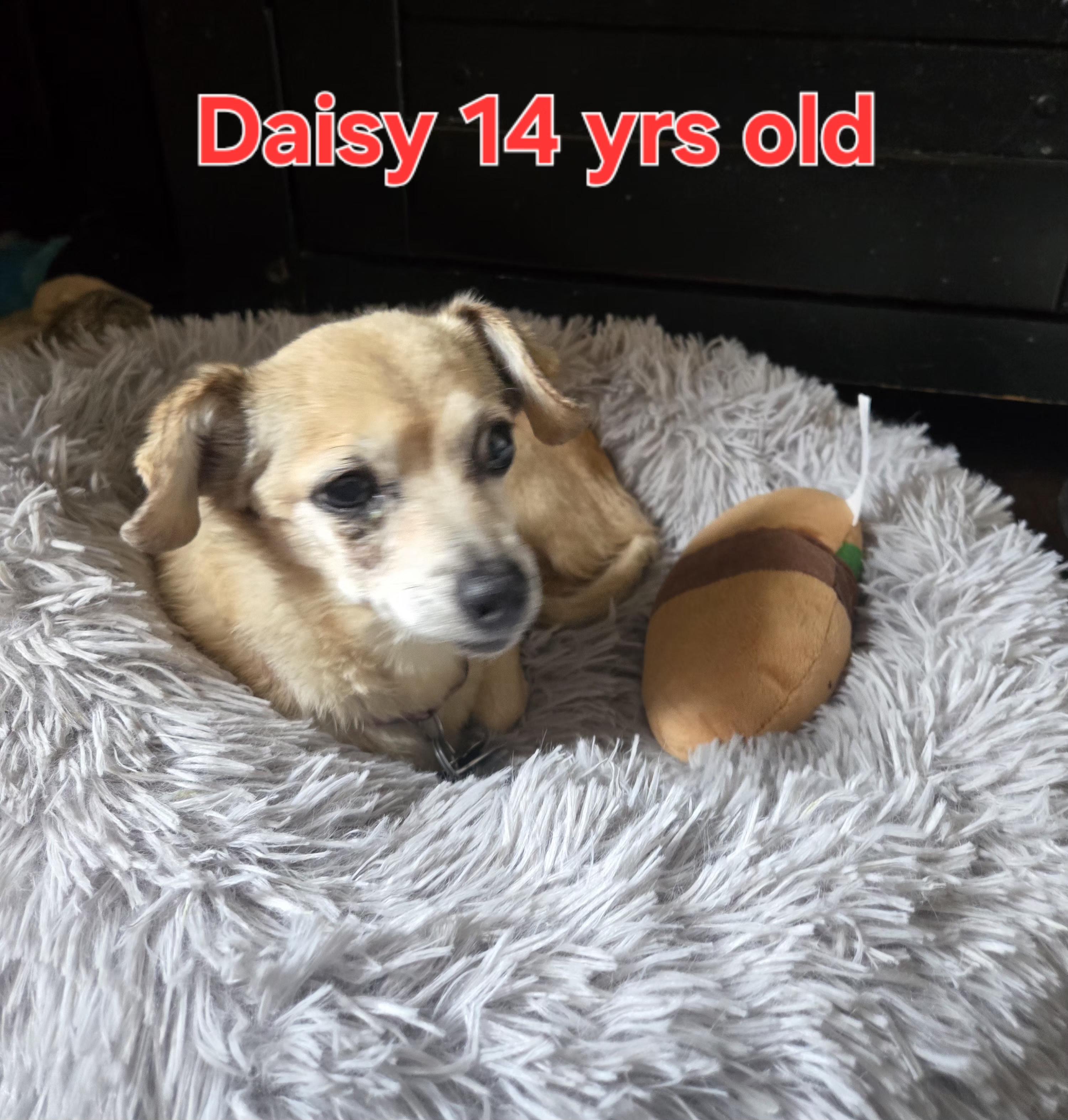 Enlarge Daisy, a ADOPTABLE Chihuahua in West Valley, UT image 1/2