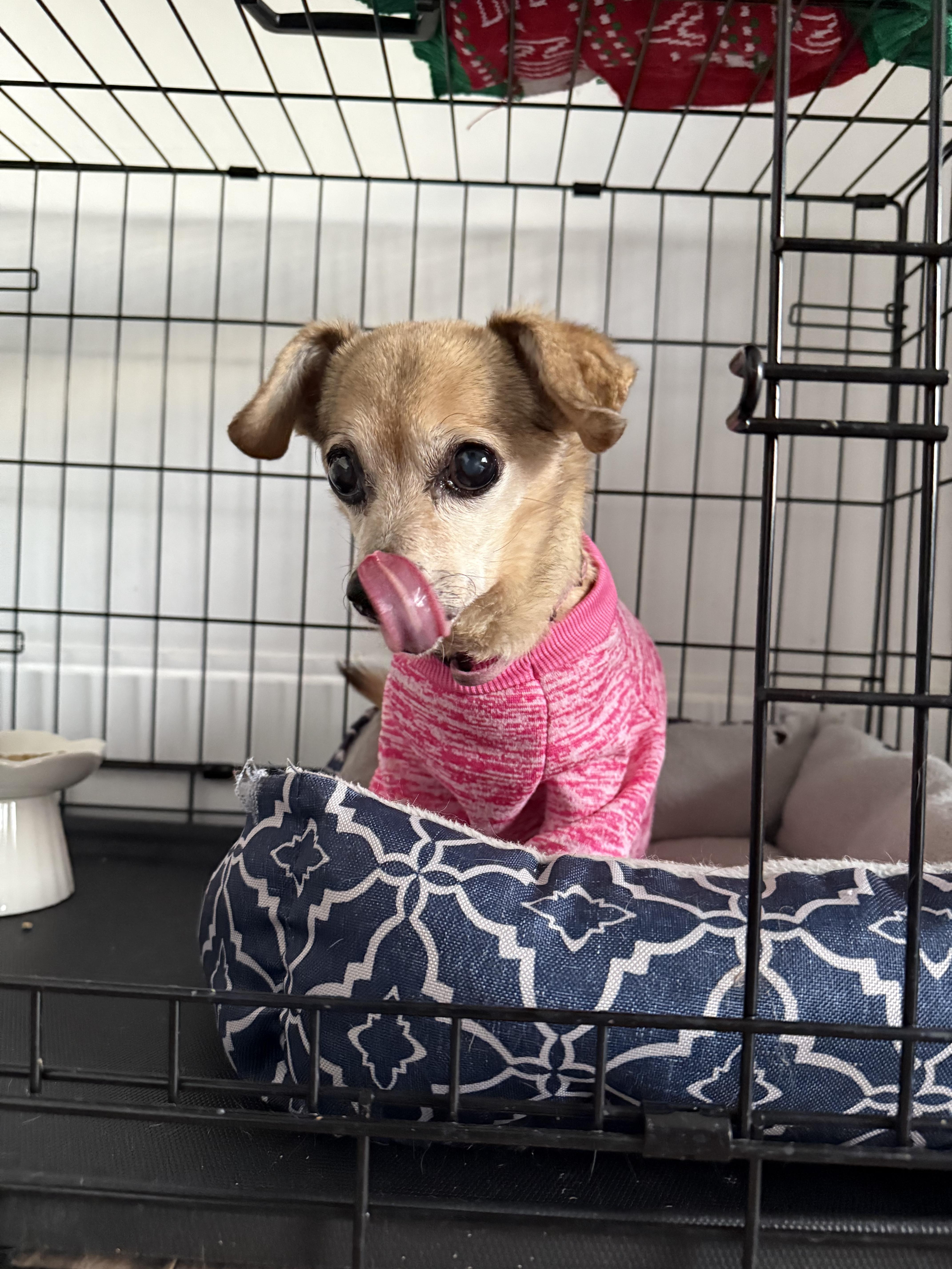 Daisy, a ADOPTABLE Chihuahua in West Valley, UT image 4/4