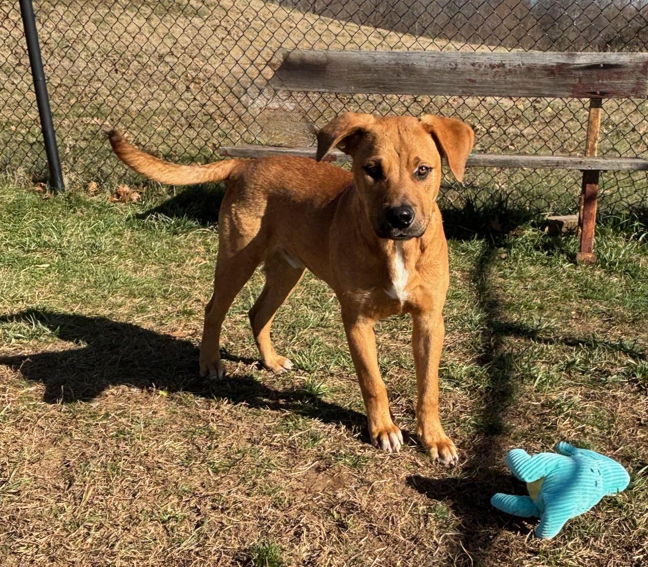 Jack, a ADOPTABLE Labrador Retriever in Lebanon, TN image 3/5