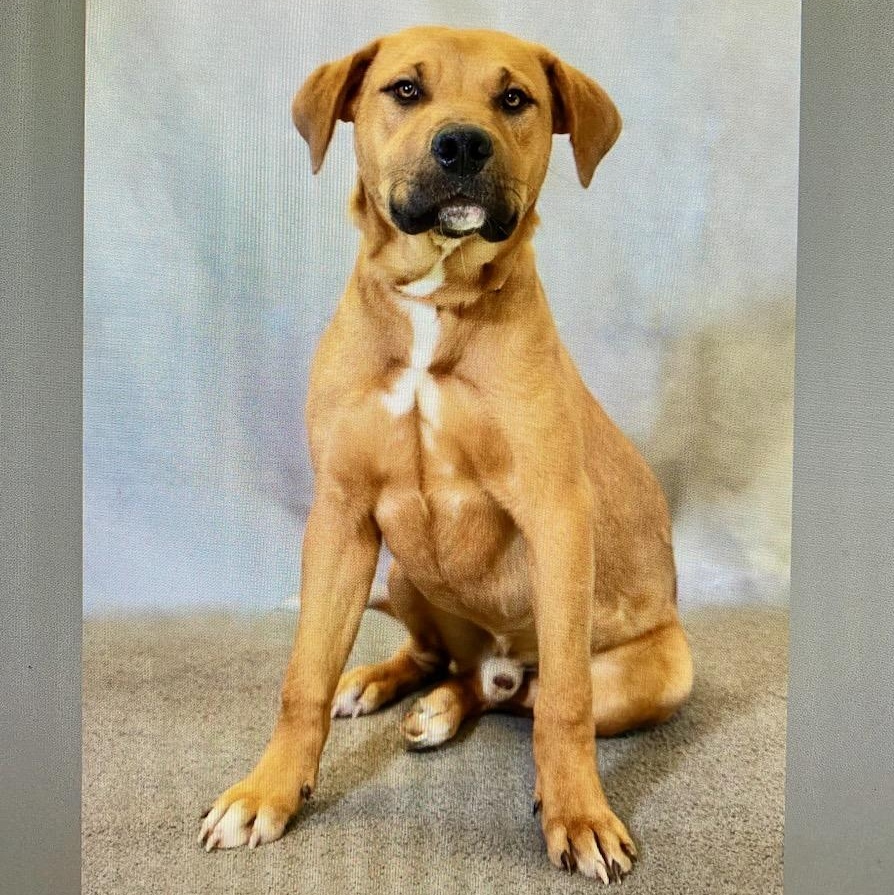 Jack, ADOPTABLE, Puppy Male Labrador Retriever.