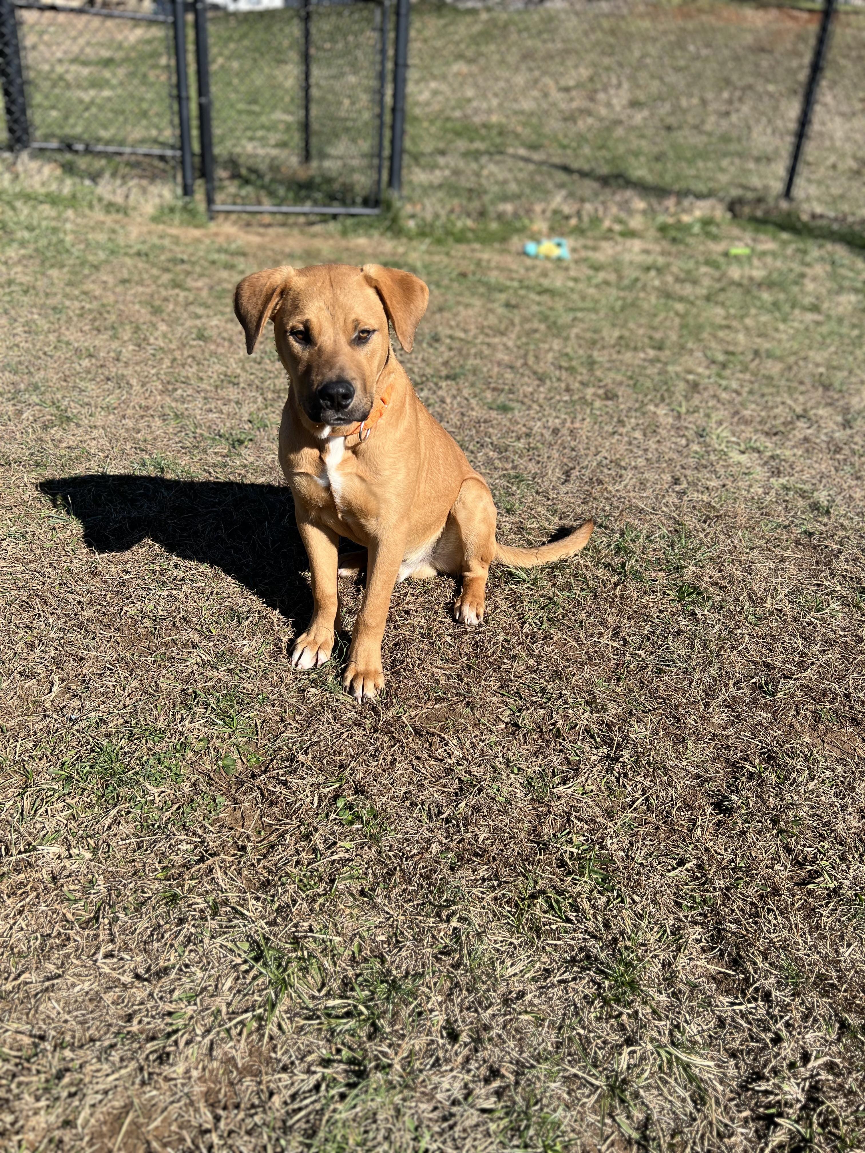 Jack, a ADOPTABLE Labrador Retriever in Lebanon, TN image 5/5