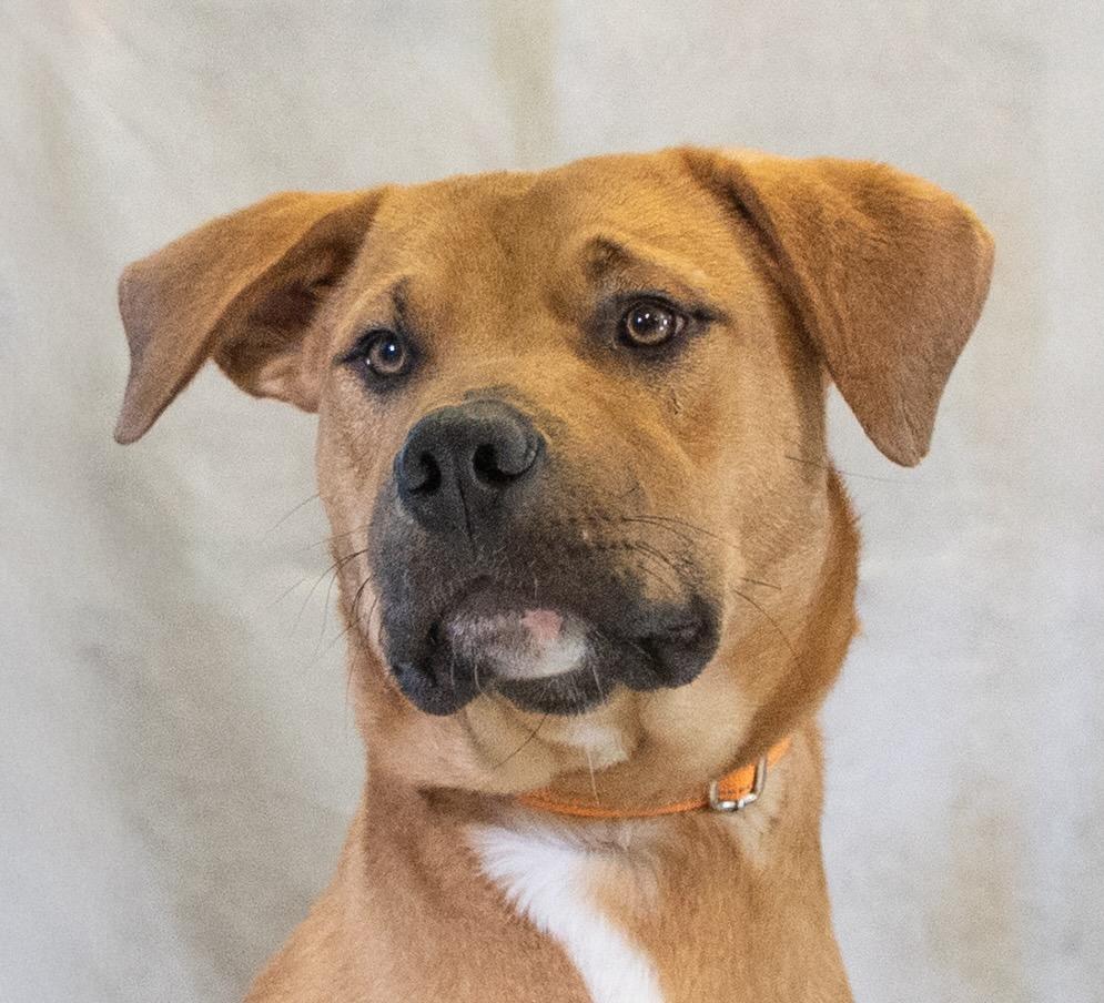 Jack, a ADOPTABLE mixed breed in Lebanon, TN image 3/6