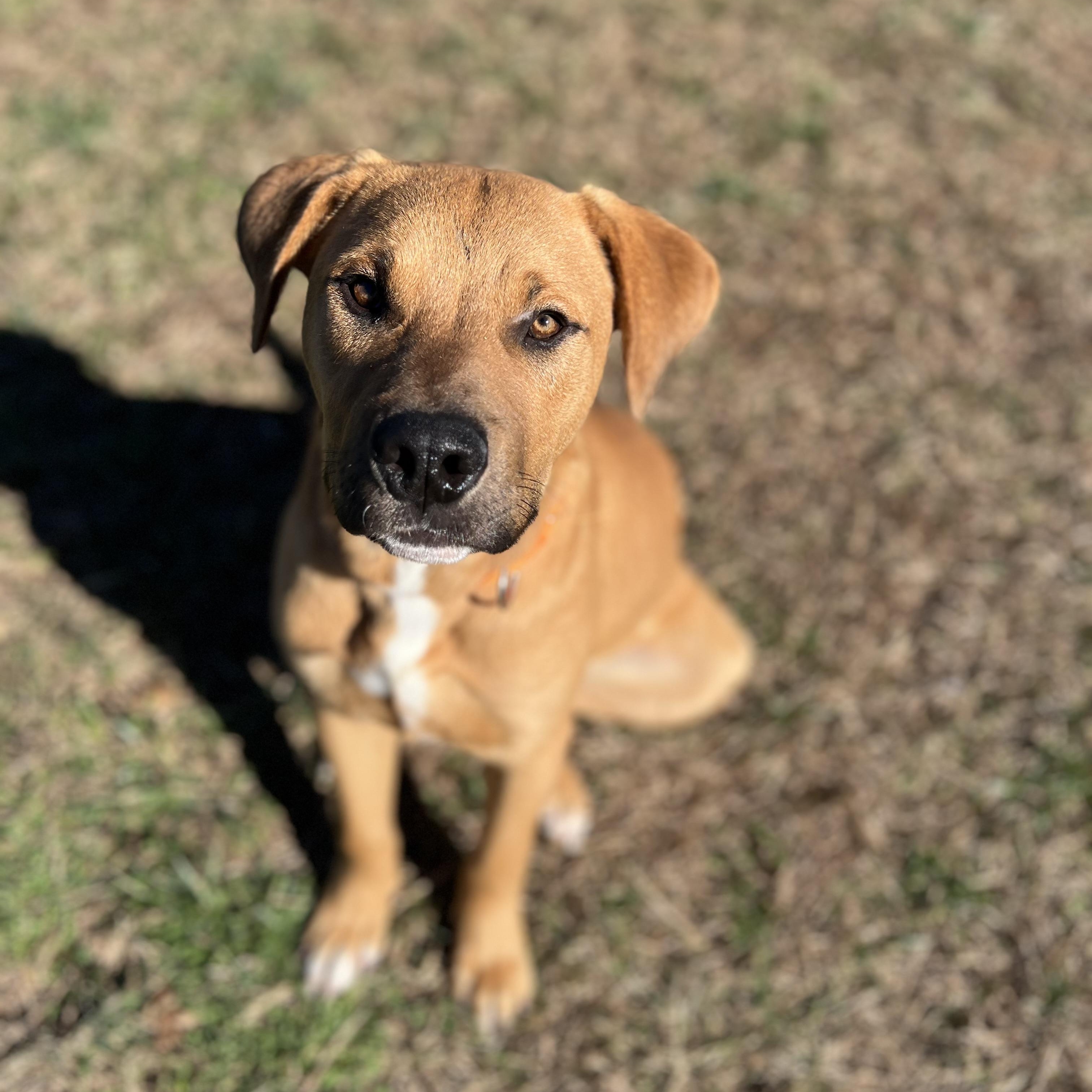 Jack, a ADOPTABLE mixed breed in Lebanon, TN image 6/6
