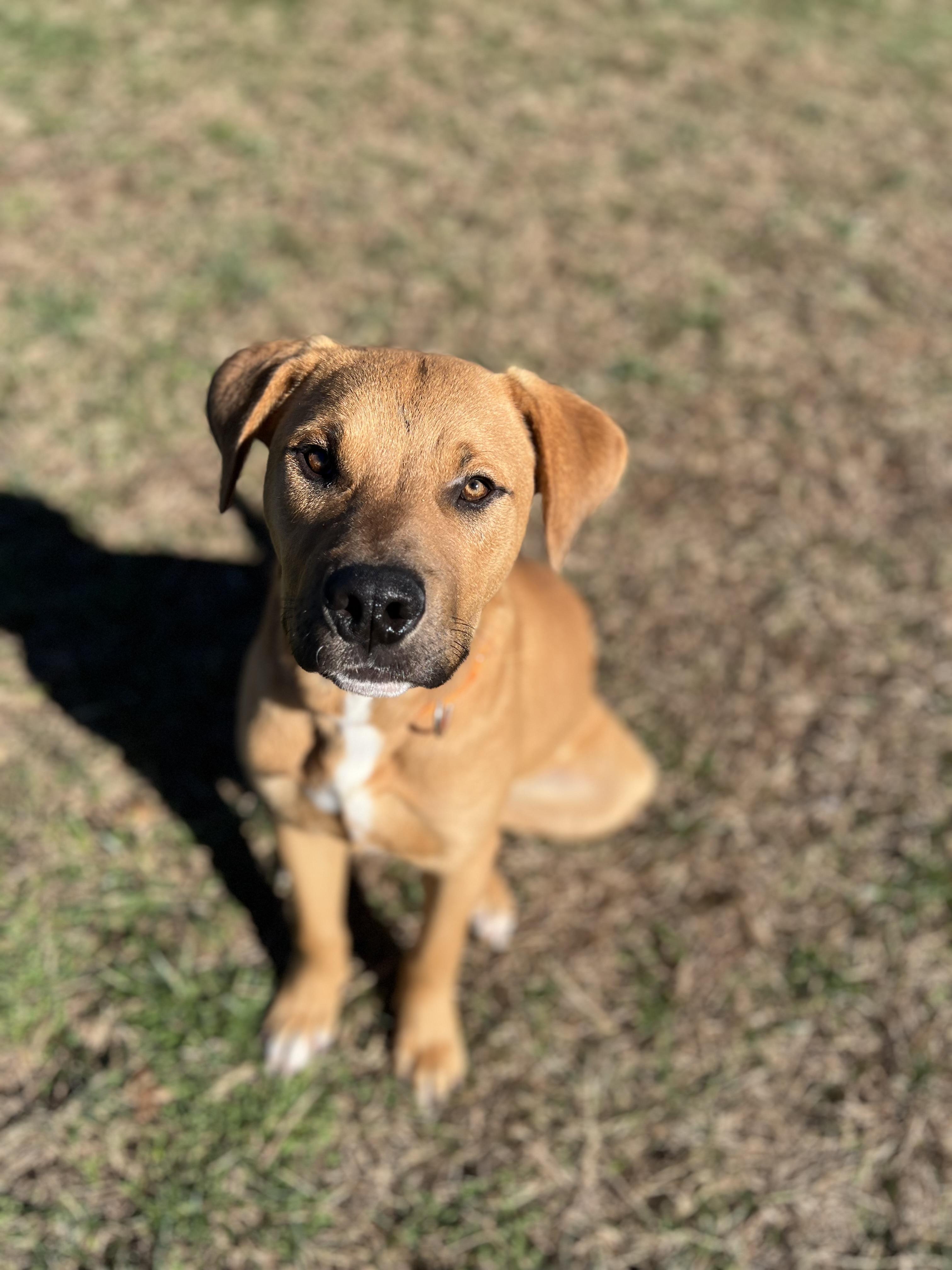 Jack, a ADOPTABLE Labrador Retriever in Lebanon, TN image 1/5