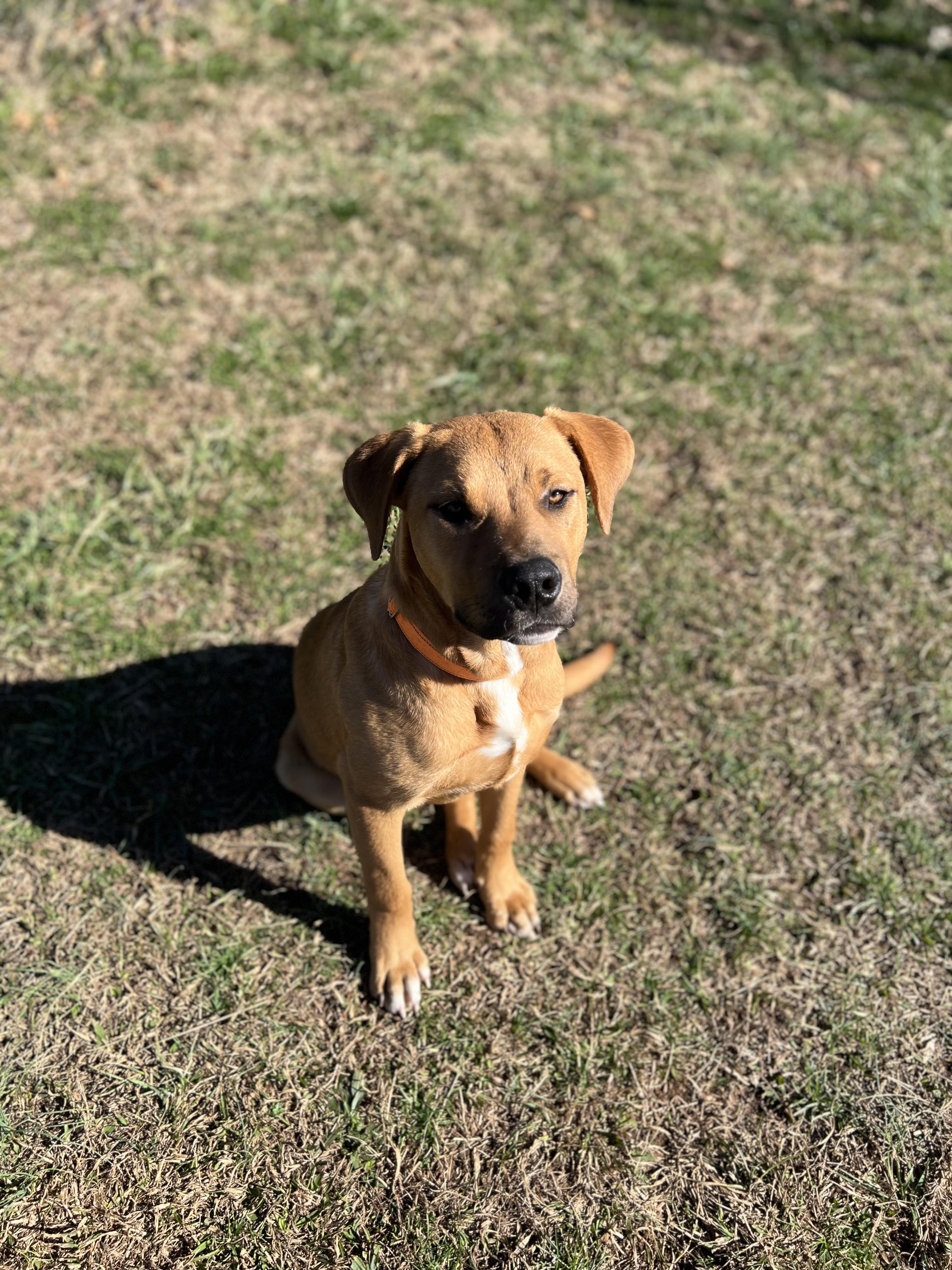 Jack, a ADOPTABLE Labrador Retriever in Lebanon, TN image 2/5