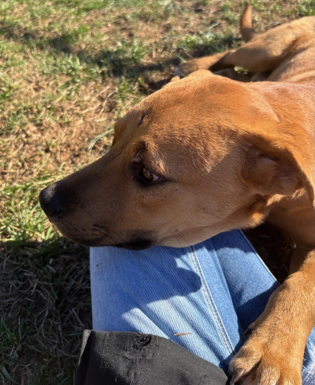 Jack, a ADOPTABLE Labrador Retriever in Lebanon, TN image 4/5