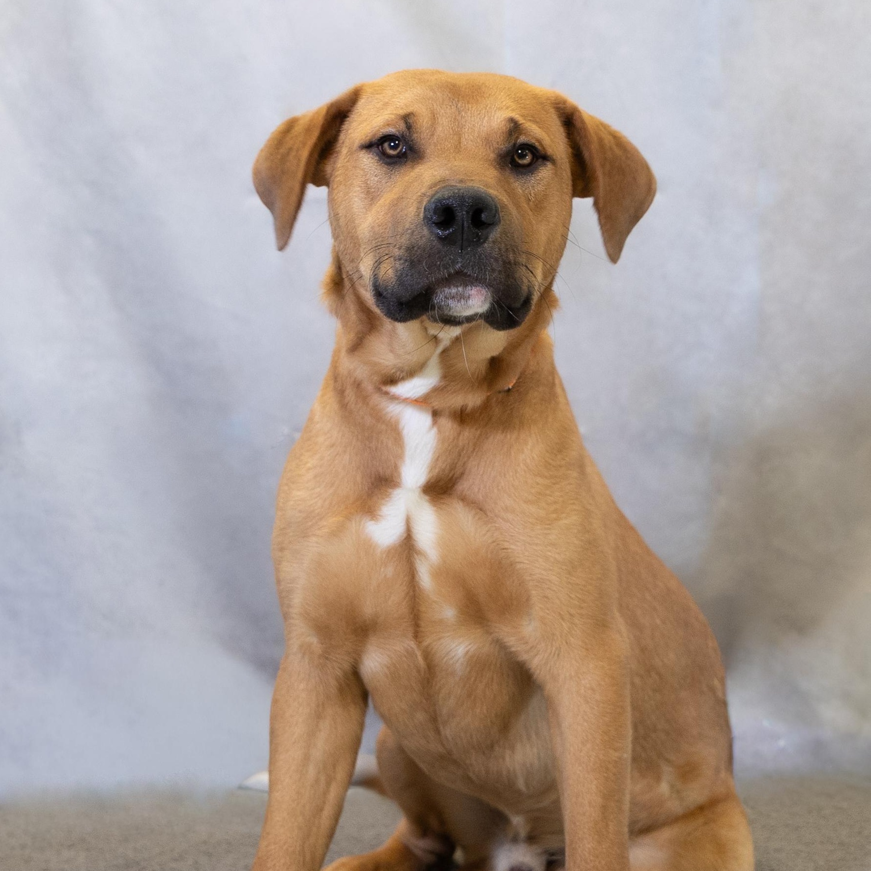 Jack, ADOPTABLE, Young Male Labrador Retriever.