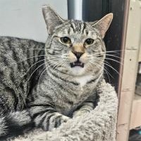 Enlarge TANGO, an adopted Tabby in Henderson, NV image 1/2