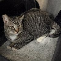 Enlarge TANGO, an adopted Tabby in Henderson, NV image 2/2
