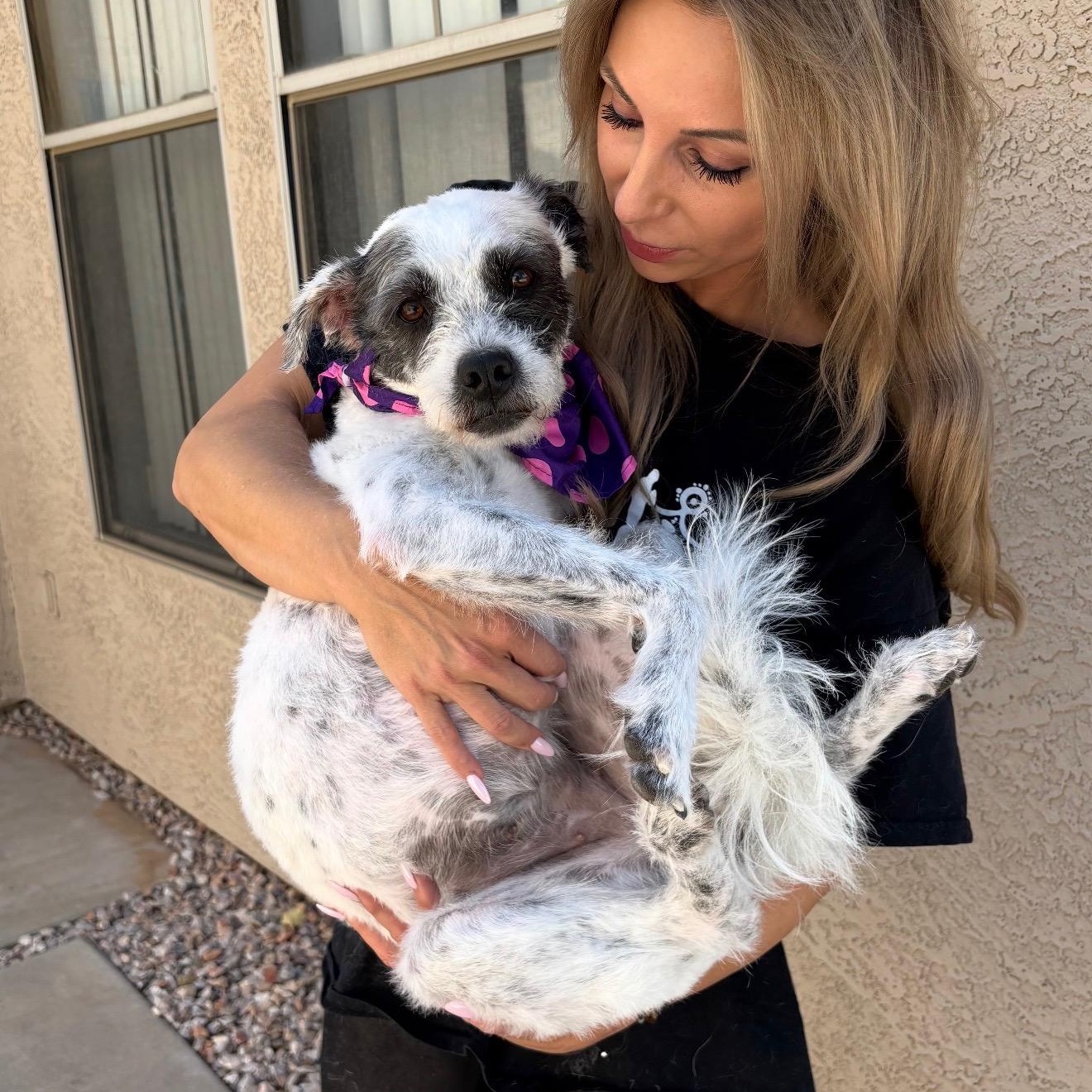 Enlarge Gracie, a Adoptable Schnauzer in Phoenix, AZ image 3/5