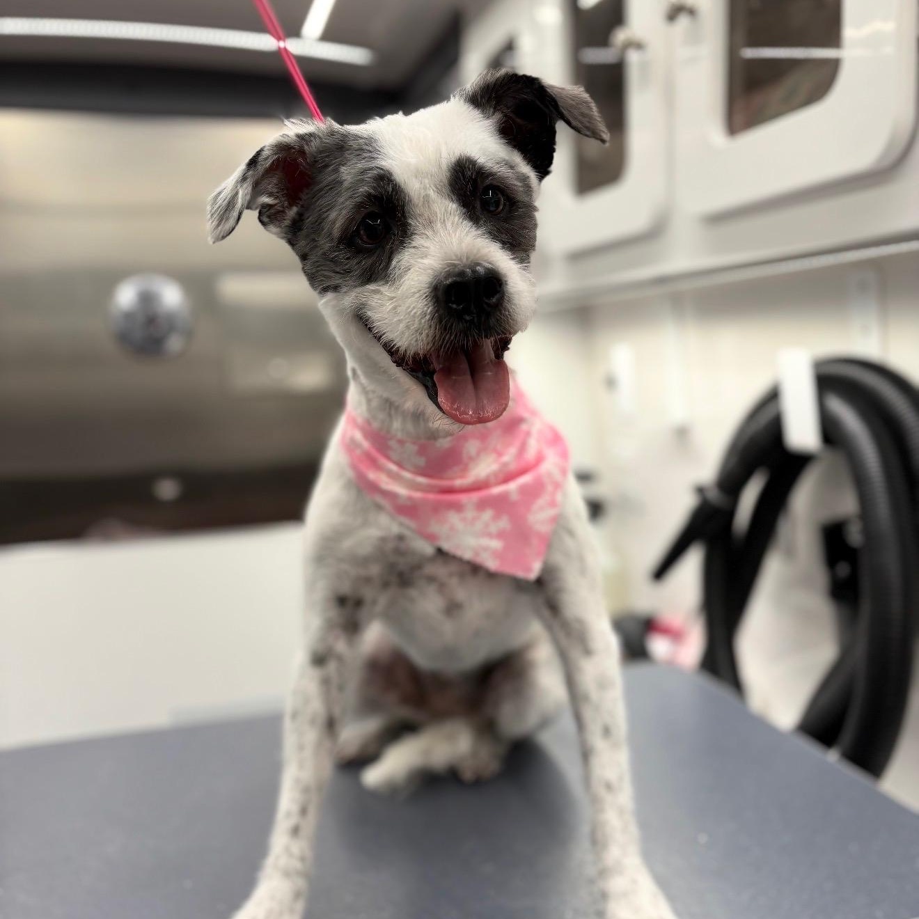 Gracie, Adoptable, Adult Female Schnauzer.