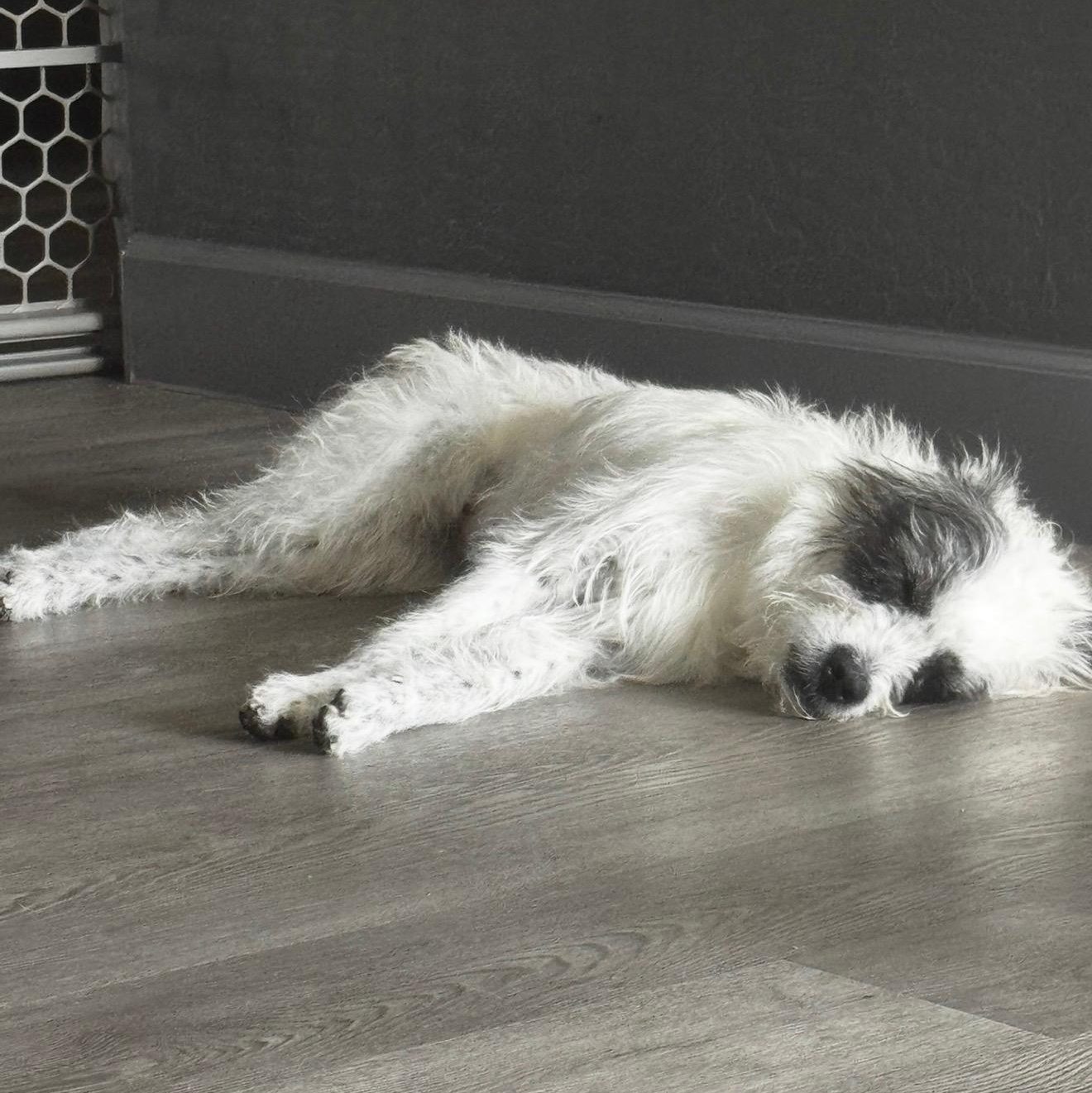 Enlarge Gracie, a Adoptable Schnauzer in Phoenix, AZ image 4/5