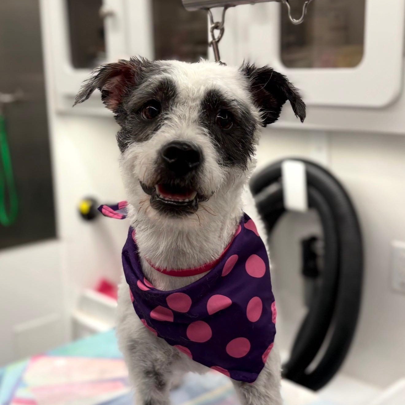 Enlarge Gracie, a Adoptable Schnauzer in Phoenix, AZ image 2/5