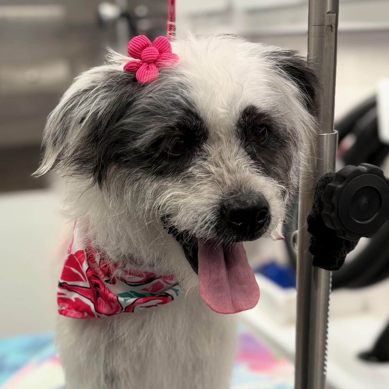 Enlarge Gracie, a Adoptable Schnauzer in Phoenix, AZ image 5/5