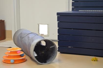 Boulder, Adoptable, Young Male Domestic Short Hair & Domestic Short Hair.